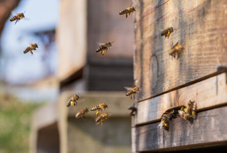 Getting Bees Ready For Winter Image